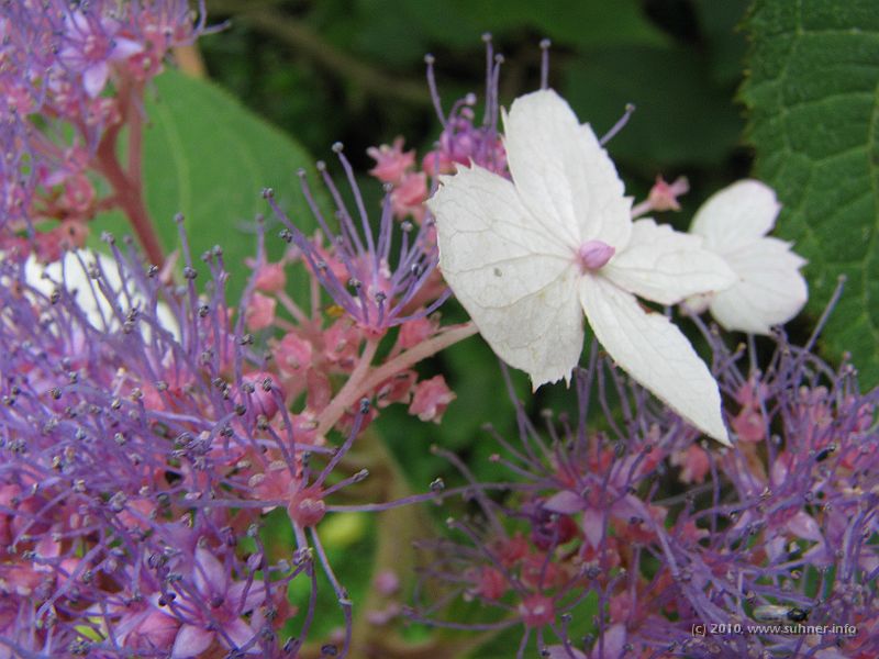 IMG_1770.jpg - Hydrangea - flowering everywhere in a rather tattered garden near Stourhead