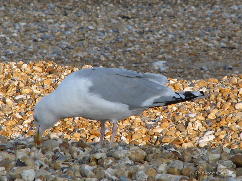 IMG_1814.jpg - Less strange form of bird, picking up an even more beautiful one...