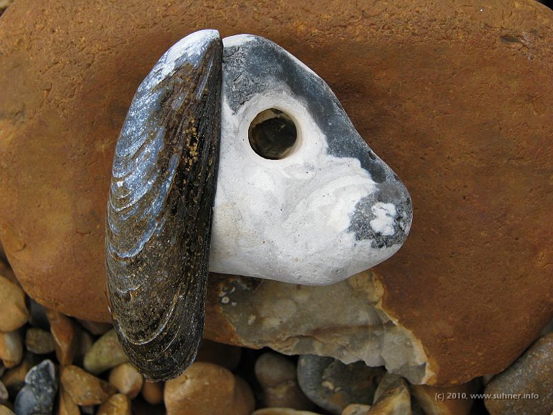 IMG_1855.jpg - Extraordinarily strange form of dog or sheep - let's call it a shog - actually being the stone itself!