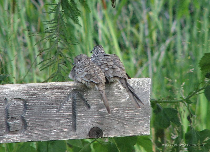 Birds.jpg - While others are still cuddling a bit...