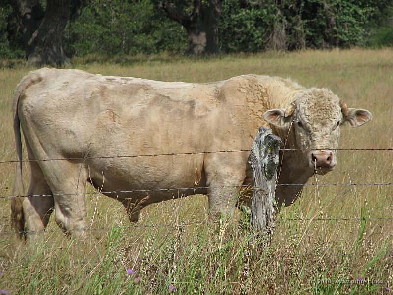 IMG_0606.JPG - What'd you say, man?