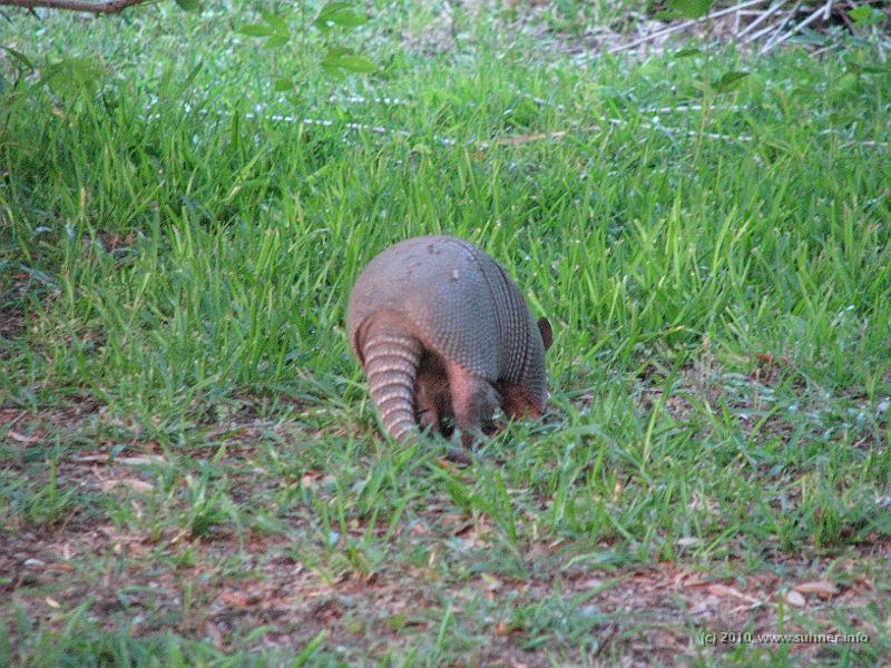 IMG_0784.JPG - ...and the third one - isn't it cute!