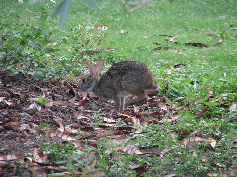 IMG_0792.JPG - Back in that park on the following morning