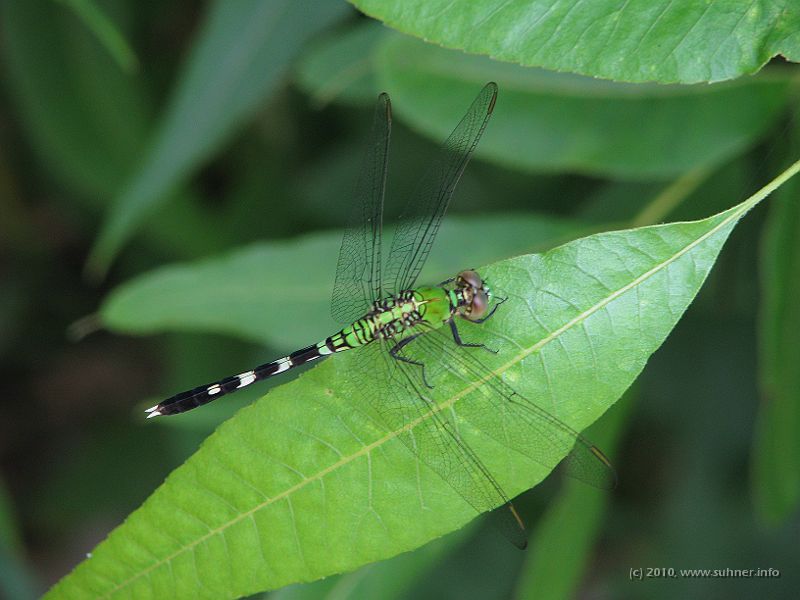 IMG_0796.JPG - Dragonfly - aye aye!