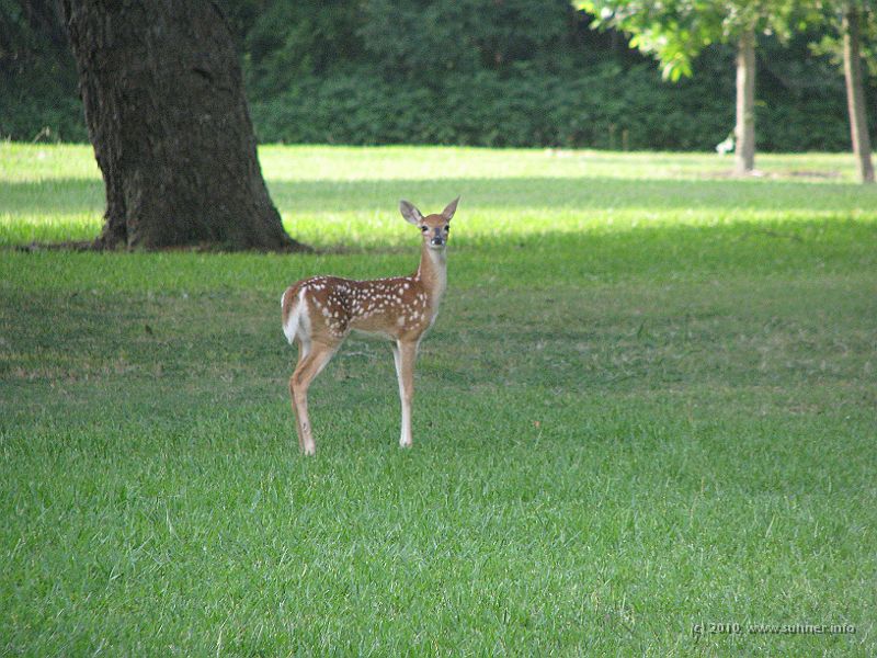 IMG_0800.JPG - And baby deer is caught listening...