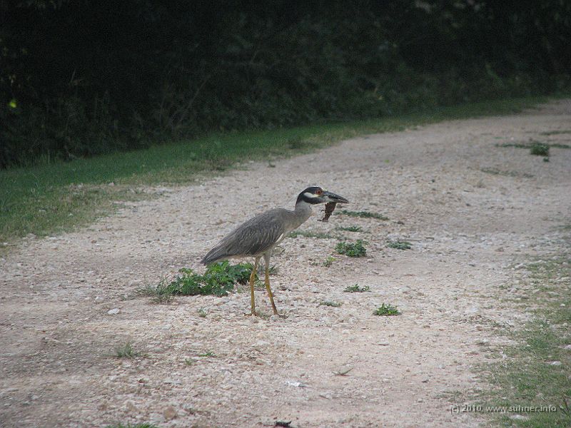 IMG_0807.JPG - Got some trouble with that crab