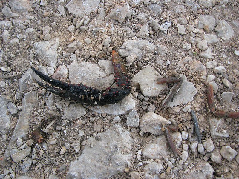 IMG_0817.JPG - but finally got rid of these bothersome pincers!