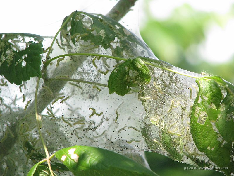 IMG_0830.JPG - Woooheee - lot's of caterpillars, but they're completely safe...