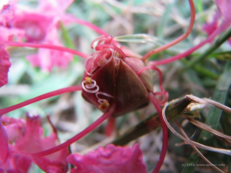 IMG_0840.JPG - A strange flower