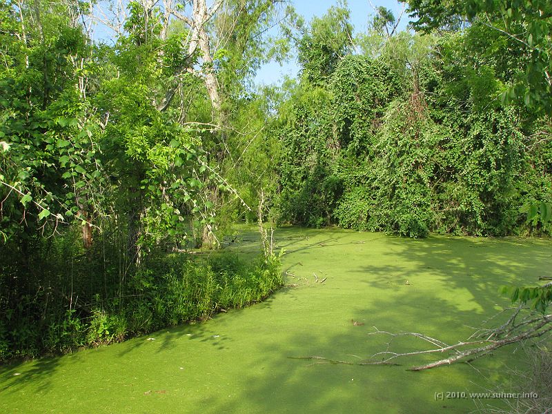 IMG_0848.JPG - The pond, completely covered in green