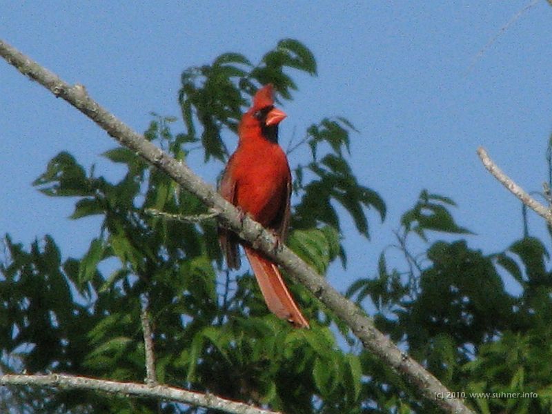 IMG_0862.JPG - A male Cardinal - thanks to this zoom lens!