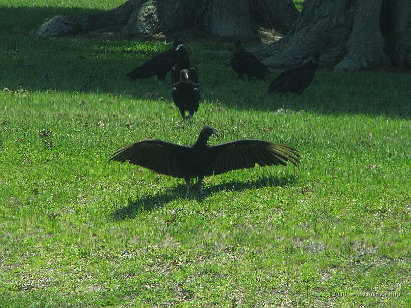IMG_0945.JPG - Wow guys, that deer was soooo huge!