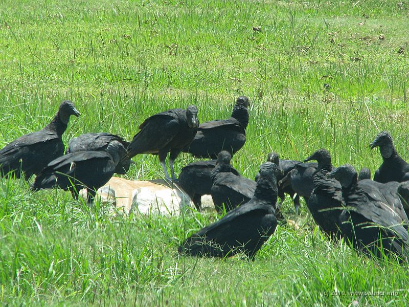 IMG_0950.JPG - A deer was killed in night traffic - the vultures are ready to take over