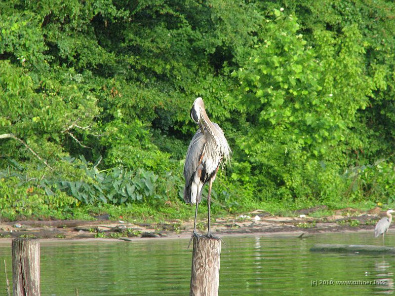 IMG_1018.JPG - Ruffling feathers...