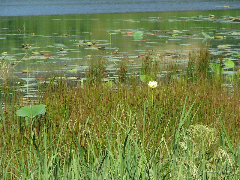 IMG_1188.JPG - But other parts are just as idyllic as this lake