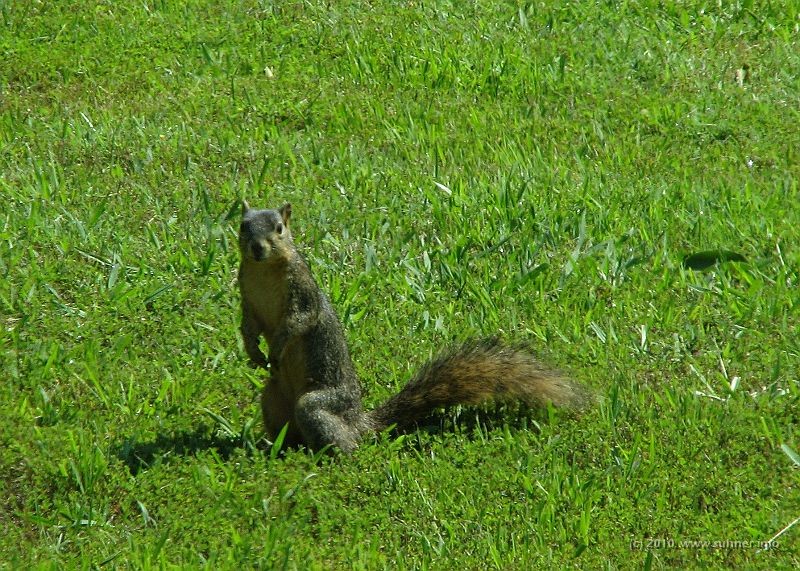 Squirrel.jpg - A 'thumbs up!' from a citizen