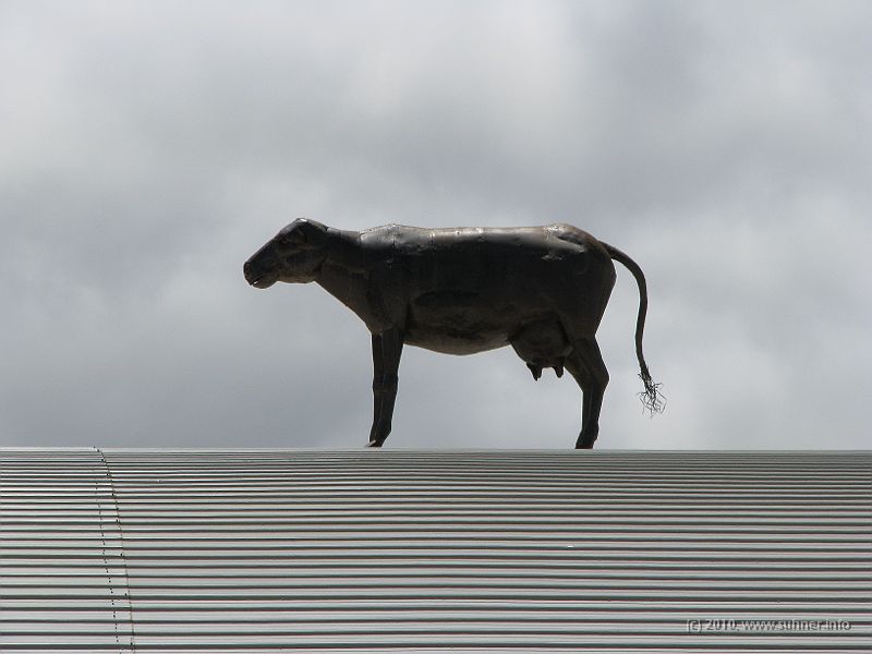 IMG_1239.jpg - There's a crazy blacksmith in Salida - iron cow on his roof...