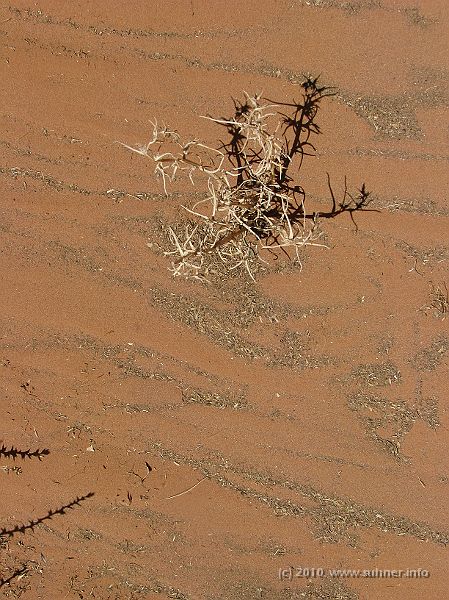IMG_1461.jpg - Oh yes, there are plants which can survive here...