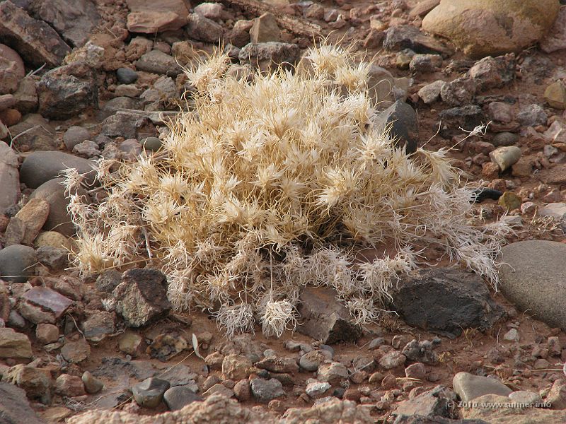 IMG_1576.jpg - lush vegetation everywhere...