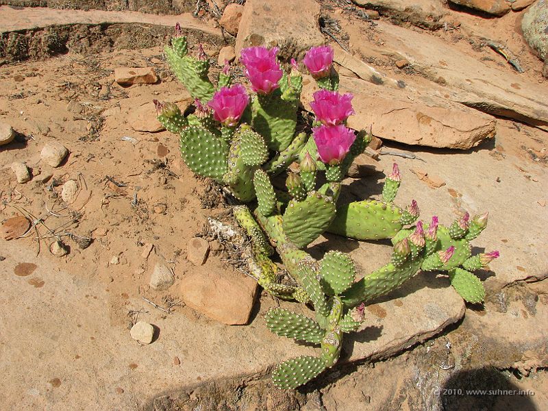 IMG_1936.JPG - Cactuses blooming everywhere