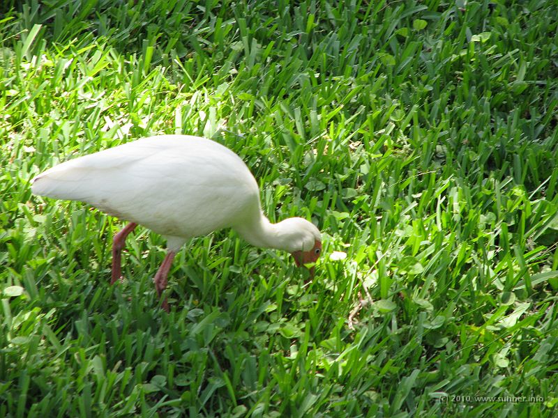 IMG_2451.JPG - ...burying it's beak deep into the soil...