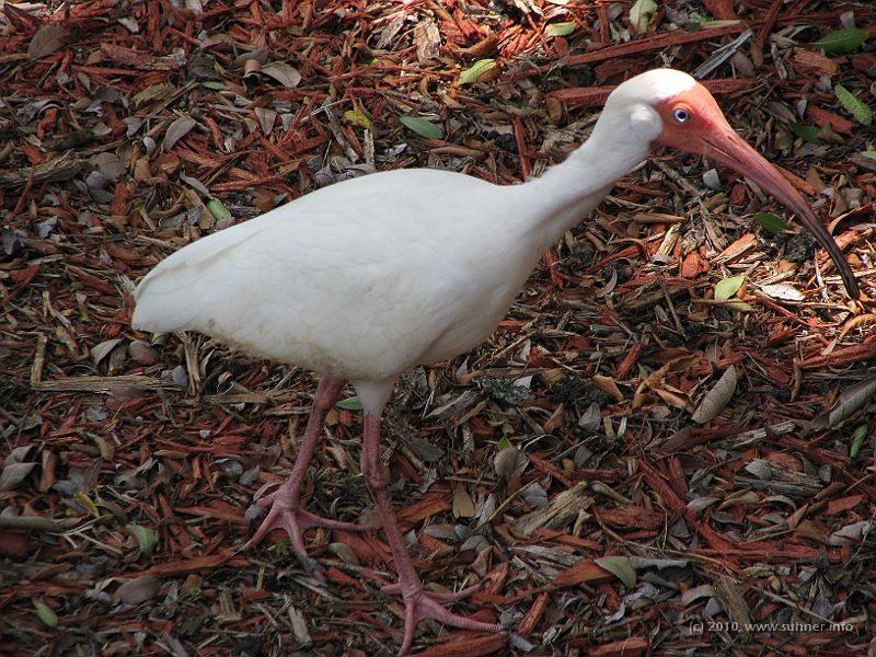 IMG_2463.JPG - Back to animals: An Ibis...