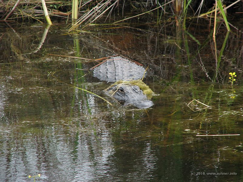 IMG_2573.JPG - Already down in the Everglades, spotting the first alligator.