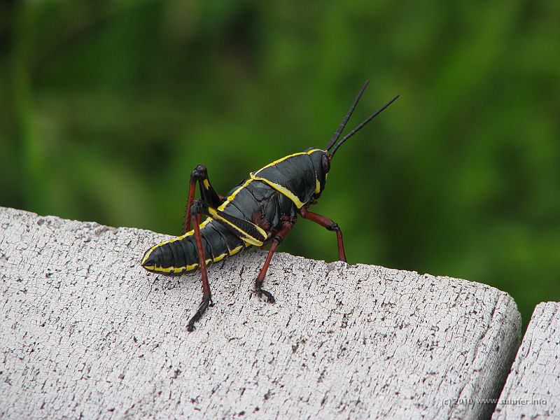 IMG_2605.JPG - A crazy jumper in the swamps of the Everglades. It's skin has such a leathery touch.