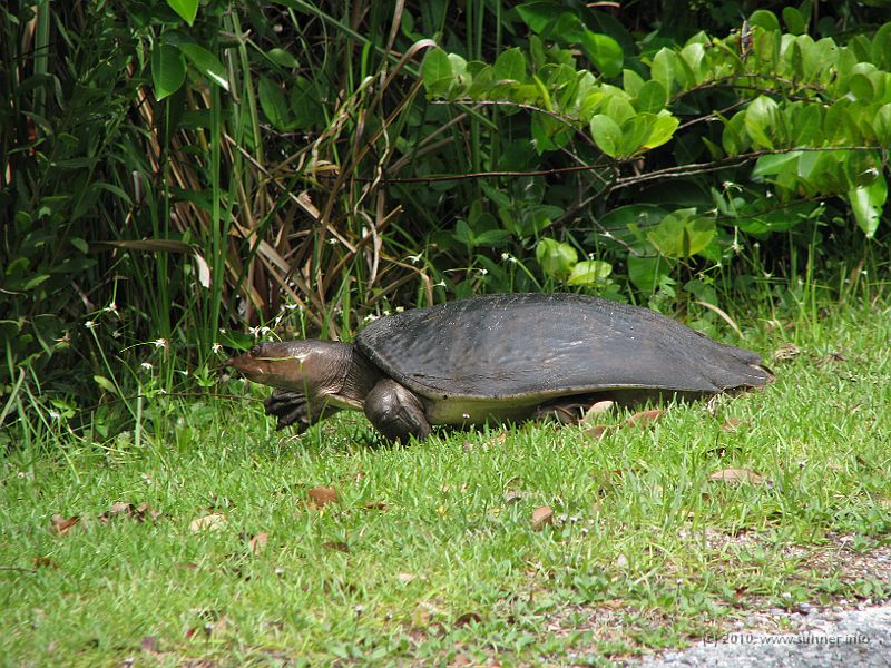 IMG_2627.JPG - ...but then decided to rush off!