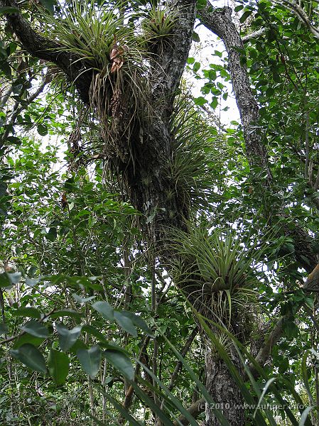 IMG_2641.JPG - still tropical green...