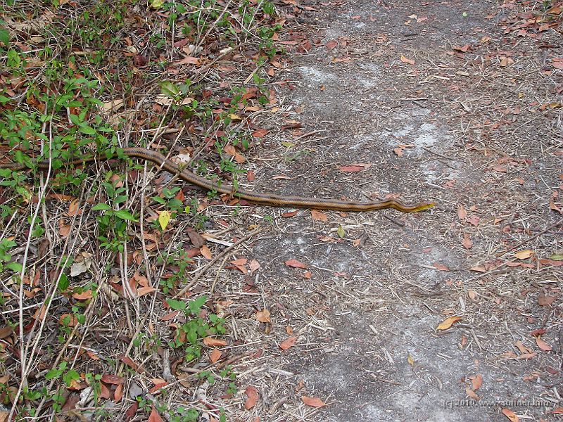 IMG_2715.JPG - I didn't know the Rat snake wasn't poisonous. So I didn't insist on "priority to right" and let it pass. It actually turned out to take some time until the last bit of the more than two meters long snake had safely reached the other side of the trail...