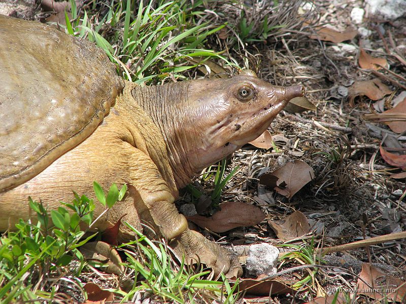 IMG_2756.JPG - While one day later, another one was more interested in closeup posing...