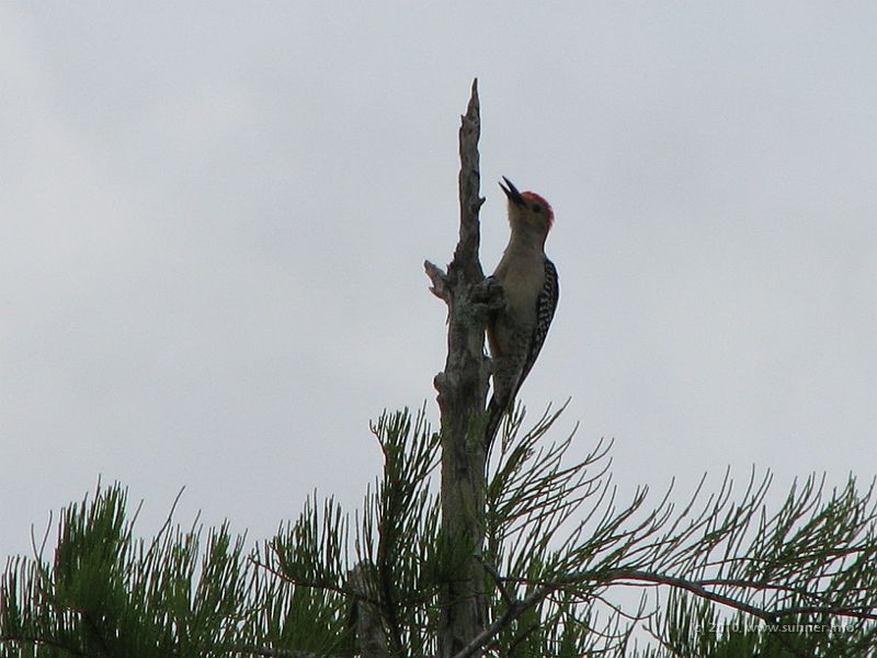 IMG_2768.JPG - Birds on trees...