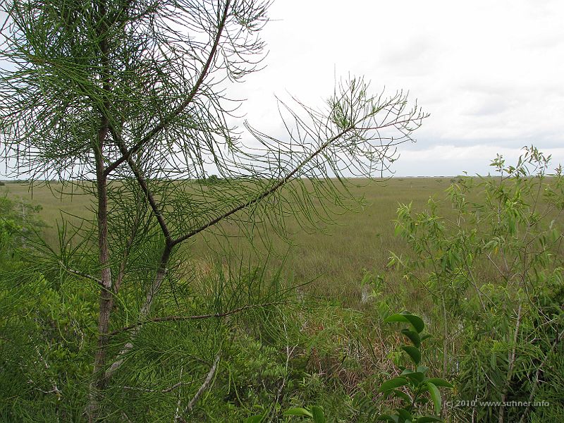 IMG_2777.JPG - and endless marshes. This tree actually...