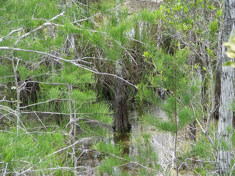 IMG_2789.JPG - ...has it's roots down in the swampy water.