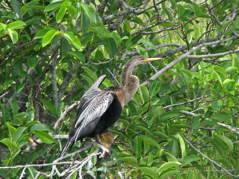 IMG_2797.JPG - Egrets...