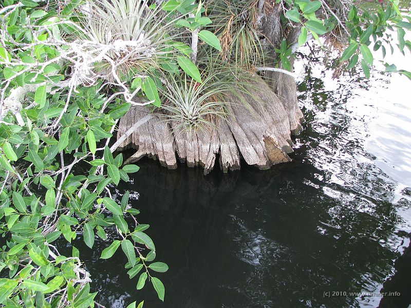 IMG_2840.JPG - ...and all that stuff just growing out of the water!