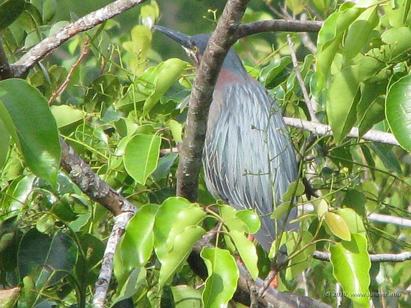 IMG_2852.JPG - ...tons of birds in all varieties...