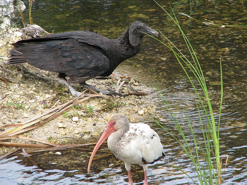 IMG_2866.JPG - Another vulture, thirsty...