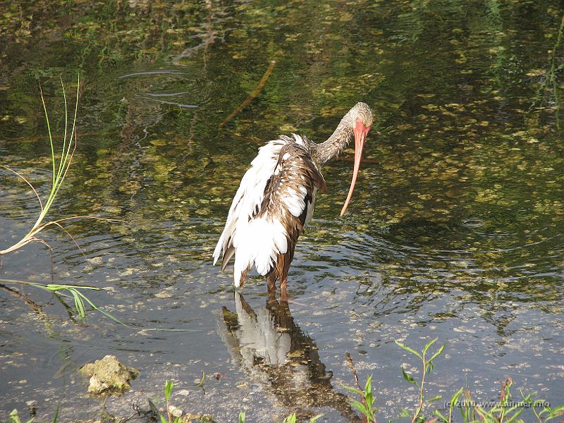 IMG_2880.JPG - ...everything ok at the back?