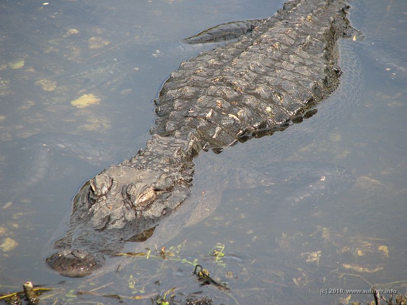 IMG_2884.JPG - If only I could correctly interpret that twinkle!