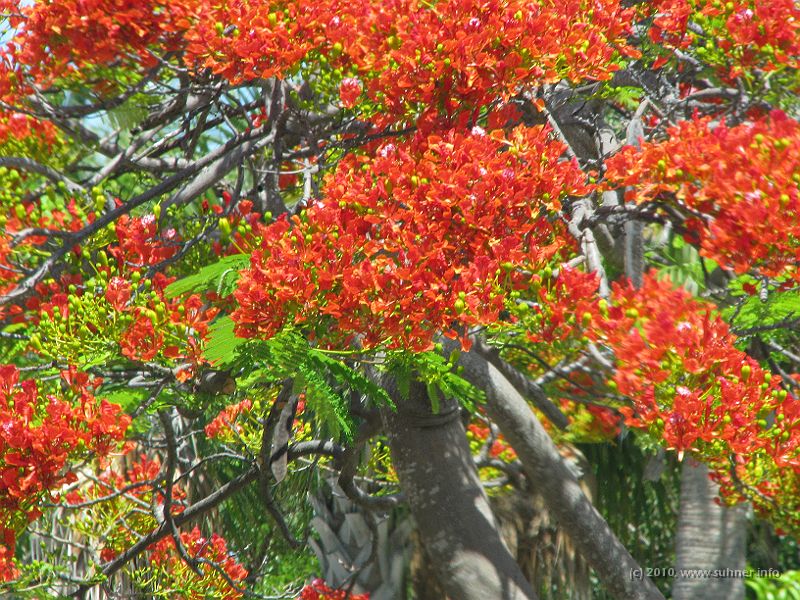 IMG_2963.JPG - Still, enough time for a closer view of that one.