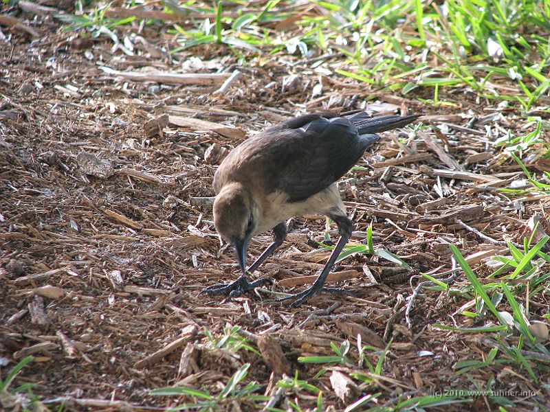 IMG_3104.JPG - And lots of fauna