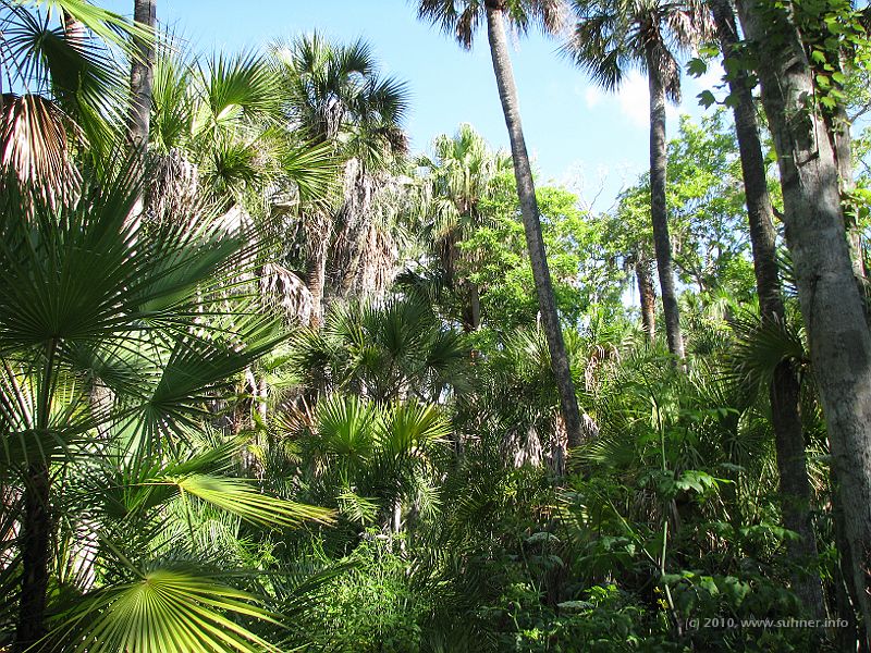 IMG_3134.JPG - And all of this happens in these beautiful, tropical surroundings...