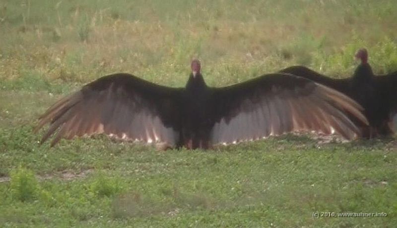 IMG_7202_1.jpg - And they're huge! So I'd better heed their advice and don't walk past them...