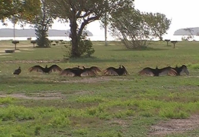IMG_7202_2.jpg - Whatever the vultures are doing here - it looks impressive!